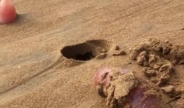 赶海的视频,探寻海洋宝藏的欢乐时光